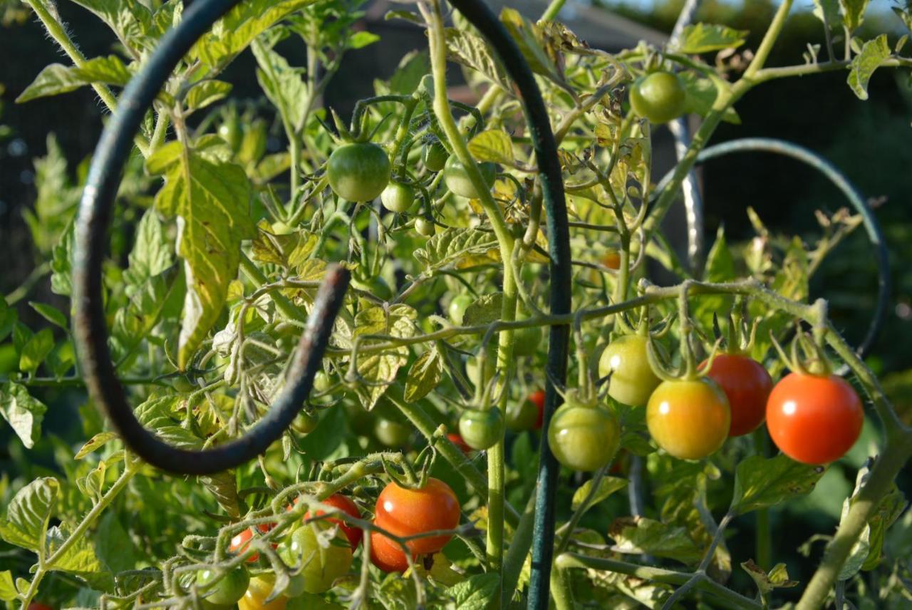 לינה וארוחת בוקר Hoymille Les Jardins מראה חיצוני תמונה