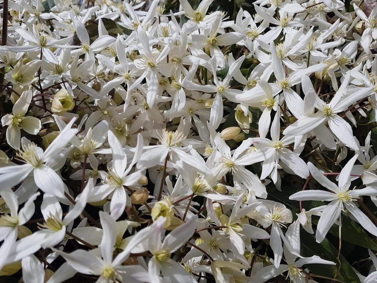 לינה וארוחת בוקר Hoymille Les Jardins מראה חיצוני תמונה